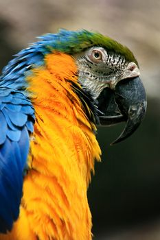 Portrait of Blue-and-yellow Macaw