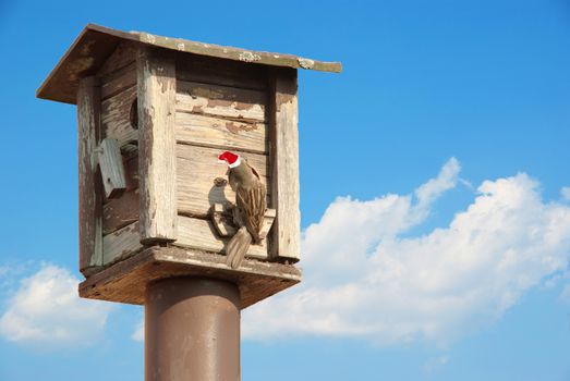 bird feeders. tree house for the birds with Christmas red hat feeding her young ones against blue sky