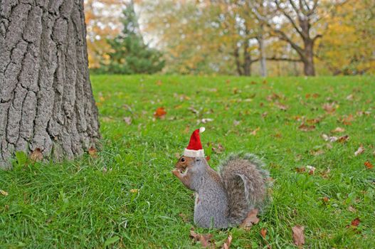 Eating squirrel wearing red Christmas hat sitting on the grass