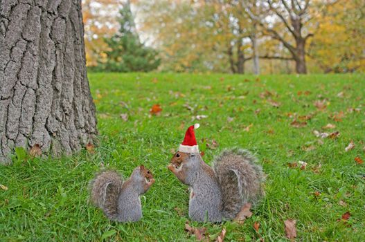 Eating squirrels wearing red Christmas hat sitting on the grass