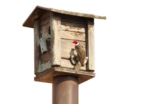 bird feeders. tree house for the birds with Christmas red hat feeding her young ones
