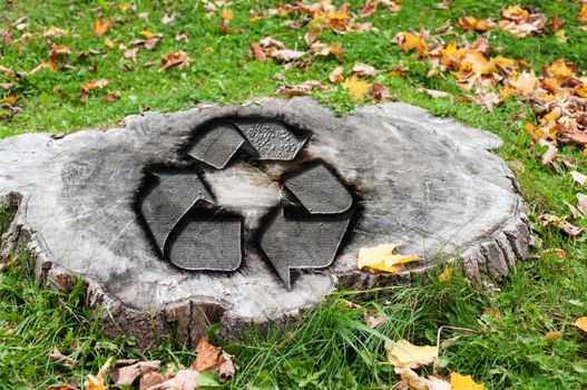 Recycle concept with a cut tree trunk