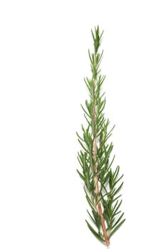 Rosemary on white background