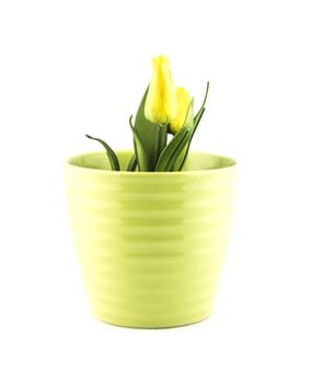 pottery flowerpot on white background.