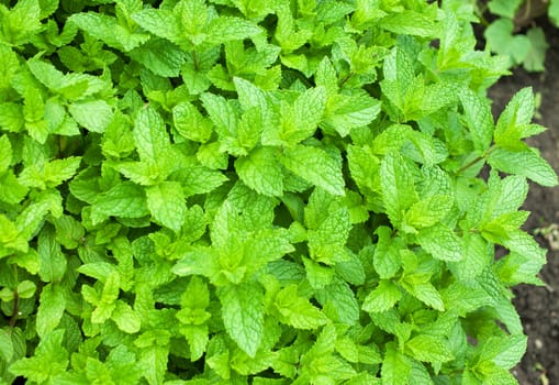 Moroccan peppermint in garden