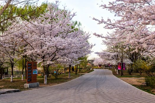 Beautiful flowering Japanese cherry - Sakura in spring time of Yuyuantan park, Beijing.