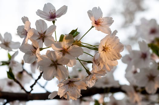 Beautiful flowering Japanese cherry - Sakura in spring time of Yuyuantan park, Beijing.