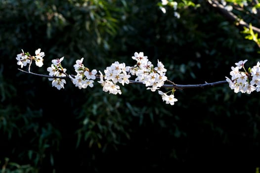 Beautiful flowering Japanese cherry - Sakura in spring time of Yuyuantan park, Beijing.