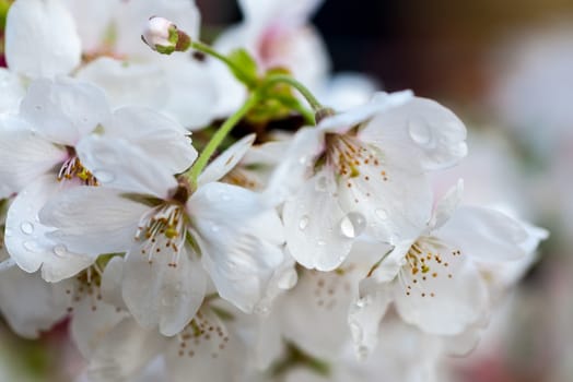 Beautiful flowering Japanese cherry - Sakura in spring time of Yuyuantan park, Beijing.