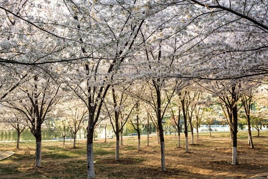 Beautiful flowering Japanese cherry - Sakura in spring time of Yuyuantan park, Beijing.