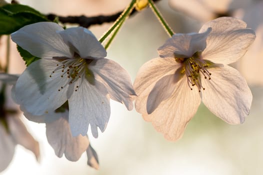 Beautiful flowering Japanese cherry - Sakura in spring time of Yuyuantan park, Beijing.