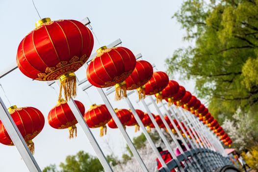 Chinese red lantern wiht the sakura background in Yuyuantan park, Beijing.