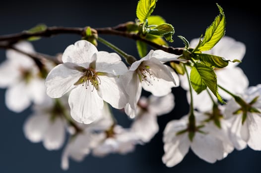 Beautiful flowering Japanese cherry - Sakura in spring time of Yuyuantan park, Beijing.