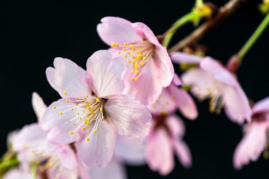 Beautiful flowering Japanese cherry - Sakura in spring time of Yuyuantan park, Beijing.