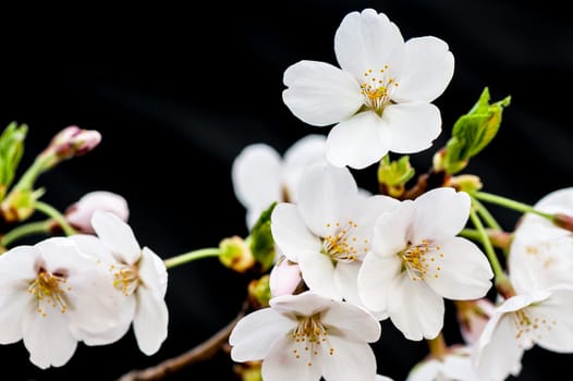 Beautiful flowering Japanese cherry - Sakura in spring time of Yuyuantan park, Beijing.