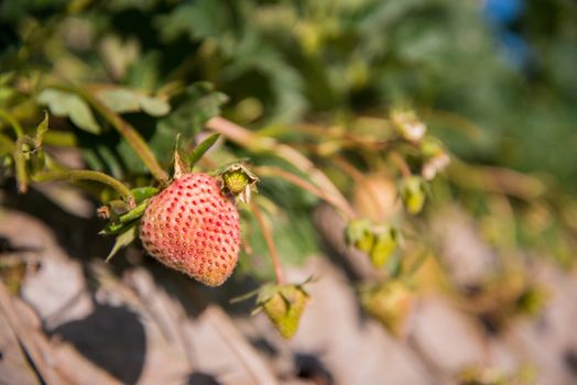 strawberry garden at doi angkhang mountain, chiangmai : thailand