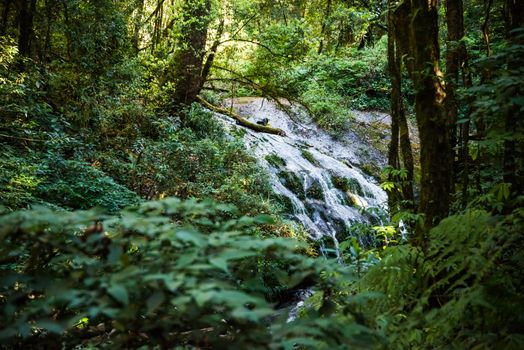 Rain forest in north of Thailand, Inthanon national park