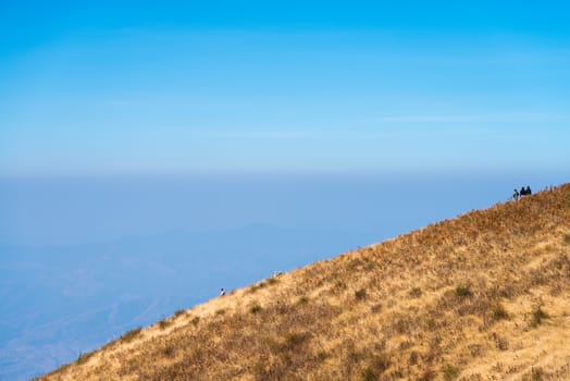 Alpine savanna grassland of Doi Inthanon, Chiang Mai, Thailand