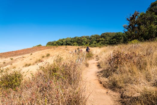 Walkway in Alpine savanna grassland of Doi Inthanon, Chiang Mai, Thailand