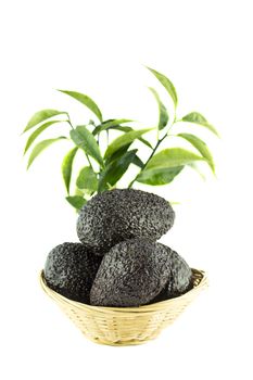 Avocados with leaves on a Dish of straw.