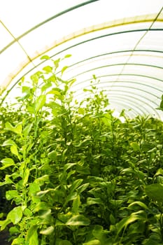 inside plastic covered horticulture greenhouse.