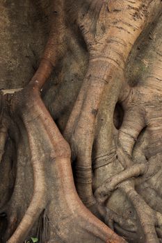 trunk of the tree. Tree age. Roots and large stems.