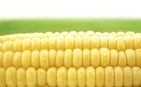 corn cob between green leaves .