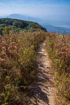 Walkway in Alpine savanna grassland of Doi Inthanon, Chiang Mai, Thailand