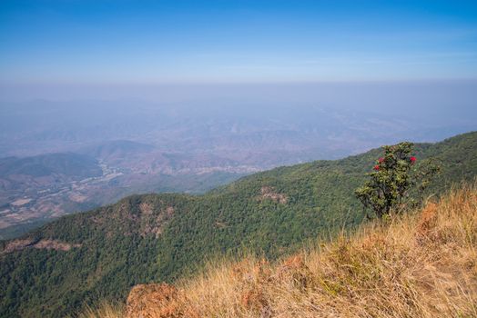 Rhododendron arboreum in doi inthanon national park, Thailand