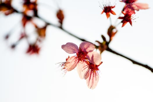 Beautiful flowering Japanese cherry - Sakura in spring time of Yuyuantan park, Beijing.