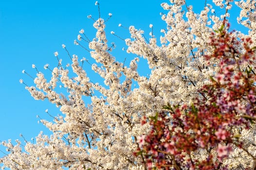 Beautiful flowering Japanese cherry - Sakura in spring time of Yuyuantan park, Beijing.