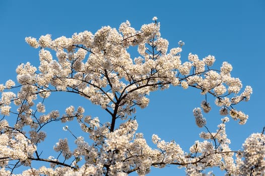 Beautiful flowering Japanese cherry - Sakura in spring time of Yuyuantan park, Beijing.