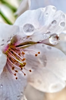 Beautiful flowering Japanese cherry - Sakura in spring time of Yuyuantan park, Beijing.