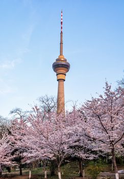 Beautiful flowering Japanese cherry - Sakura with the TV tower in spring time of Yuyuantan park, Beijing.