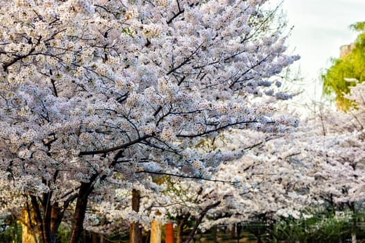 Beautiful flowering Japanese cherry - Sakura in spring time of Yuyuantan park, Beijing.