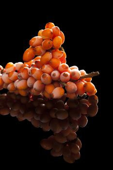 Seabuckthorn twig with frost on berries with reflection isolated on black background. Alternative medicine, natural antioxidant.