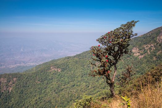 Rhododendron arboreum in doi inthanon national park, Thailand