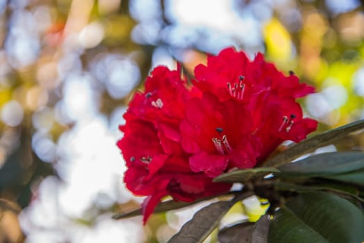 Rhododendron arboreum in doi inthanon national park, Thailand