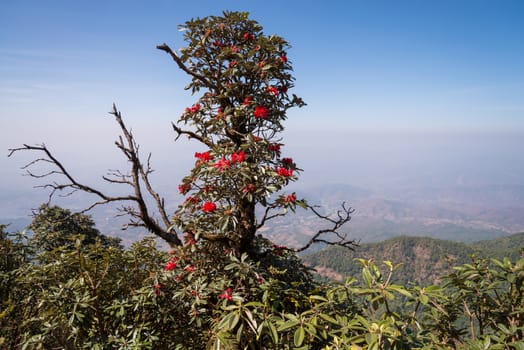 Rhododendron arboreum in doi inthanon national park, Thailand
