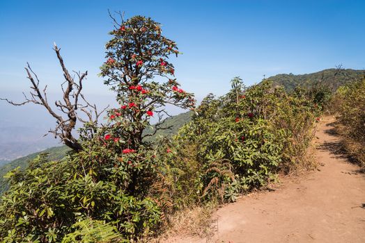 Rhododendron arboreum in doi inthanon national park, Thailand