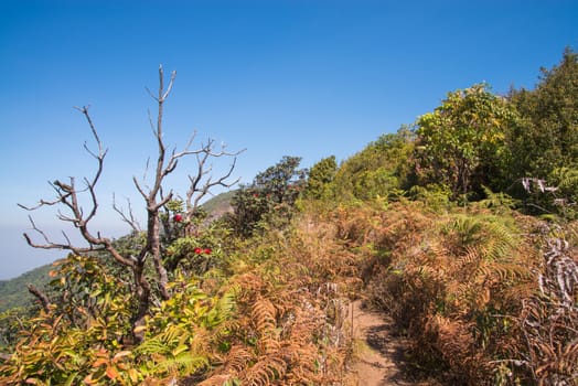 Walkway in Alpine savanna grassland of Doi Inthanon, Chiang Mai, Thailand