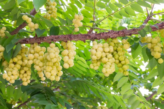Group of Star Gooseberry