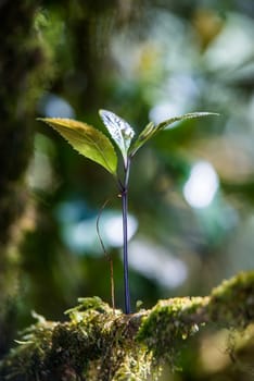 Sprout in the forest.