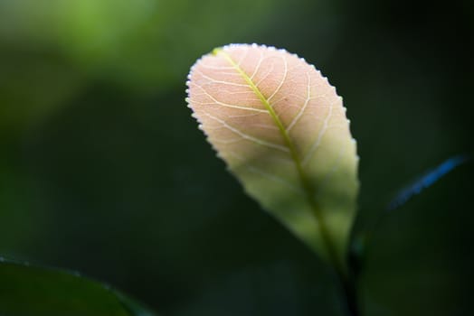 Close-up of leaves in the forest.