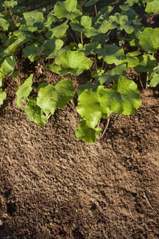 healthy tree growing in soil pattern