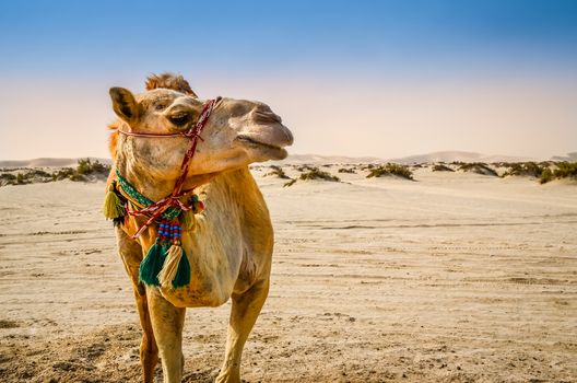 Portrait of camel standing in the desert looking away