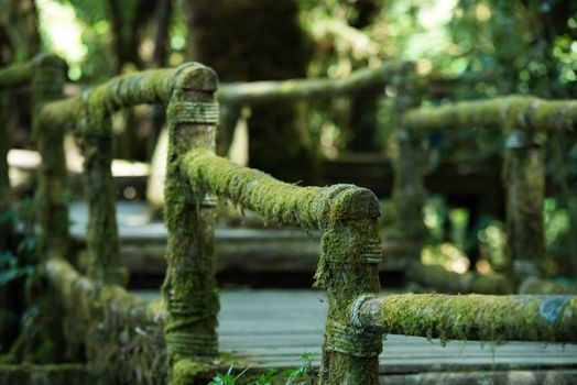 Wooden bridge in tropical rain forest