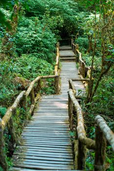 Wooden bridge in tropical rain forest