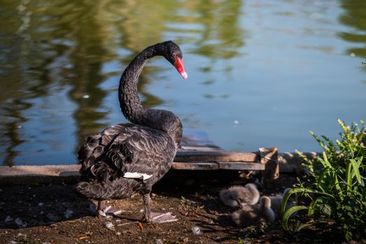 A black swan stood on the grass