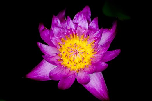 purple lotus in the dark, macro shot